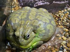 -暹罗海洋世界