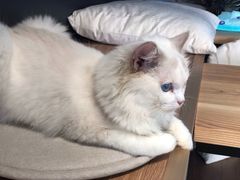 -瞄一喵猫咖(格力海岸店)
