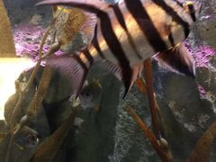 -悉尼海洋生物水族馆