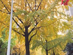 -四川大学(望江校区)