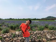 -北京东方普罗旺斯薰衣草庄园