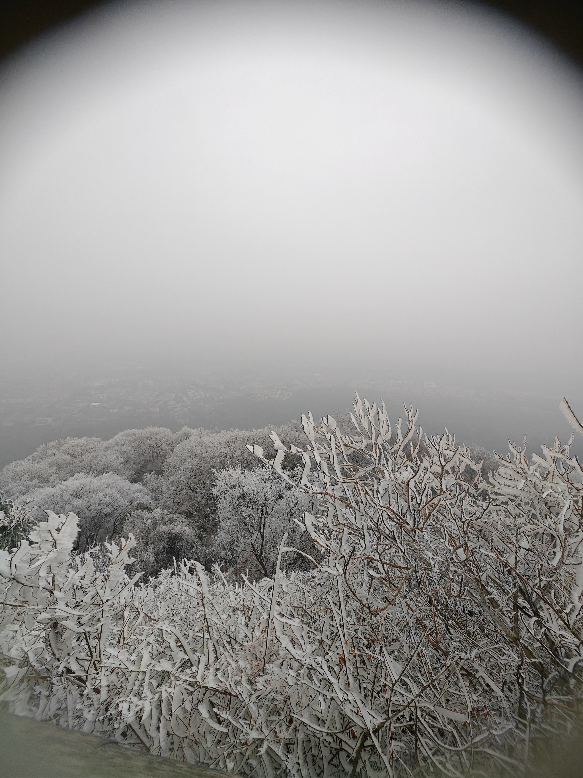 fsdfs，佛手的风水寓意