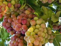 -龙谕酒庄