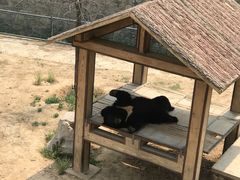 -石家庄市动物园