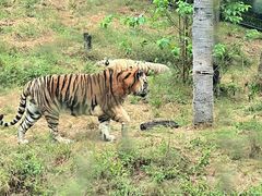 -大连森林动物园