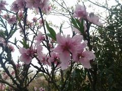 -桃花岛景观公园
