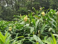 -成都市活水公园