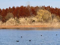 -溱湖国家湿地公园