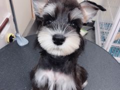 -小尾巴宠物店(万科·金域华庭店)