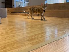 -啵啵喵·猫咖(攀华国际店)