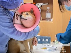 -联合动物医院(光谷诊疗中心)
