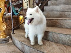 -more than meow吴止猫主题餐厅(承德 中船汇店)