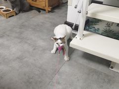 -团子家猫咪猫咖馆·柯基·柯尔鸭