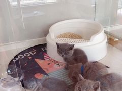 -糯米喵星人总部直营旗舰店·猫舍·幼猫出售