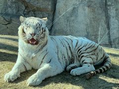 -北京野生动物园