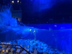 -贝林大翅鲸简餐厅(国家海洋博物馆店)