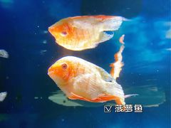 -重庆欢乐海底世界
