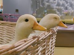-浣熊柯尔鸭土拨鼠·电玩咖