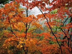 -天女山森林公园