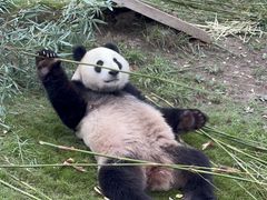 -上海野生动物园