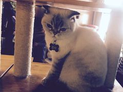 -喵园·猫主题咖啡厅·撸猫·猫咖(国贸店)