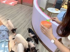 -猪盟咖啡店(玖洲道店)