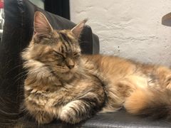 -猫色咖啡·猫咖