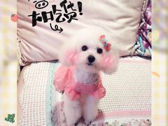-米苏动物医院·犬猫专科·骨科外科内窥镜