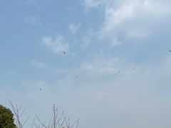 -西京湾花海