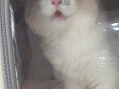 -伟伟宠物医院·CT影像中心·瑞派犬猫综合性门诊(汉口总院)