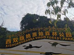 -西双版纳原始森林公园