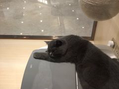 -momokira米努特·德文卷毛猫·棉花面纱犬
