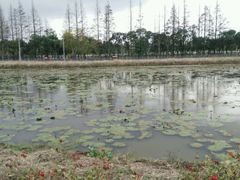 -上海长兴岛郊野公园