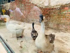 -北京鹿世界主题园