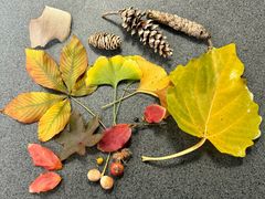 -国家植物园南园