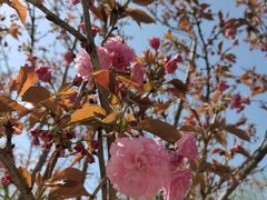 -长白岛森林公园