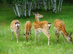 -塞罕坝国家级自然保护区