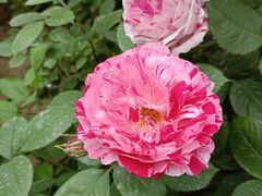 -莲池书院博物馆