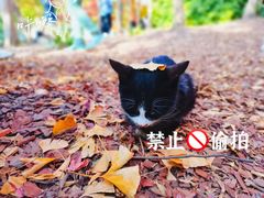 -秋霞圃