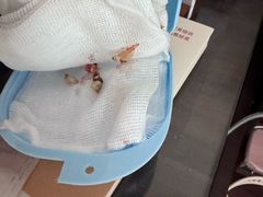 -申普宠物医院·心脏介入·心血管微创(总院)
