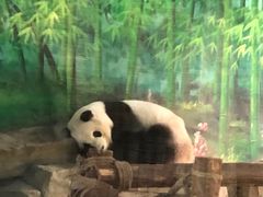 -灵玲国际马戏城