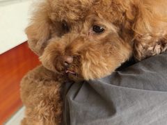 -艾贝尔宠物医院 ·内科全科(梁溪路店)