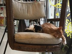 -平行世界·猫咖(首经贸店)