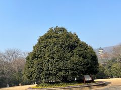 -灵谷景区