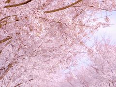 -古柏渡丰乐樱花园