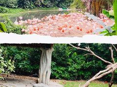 -广州长隆野生动物世界