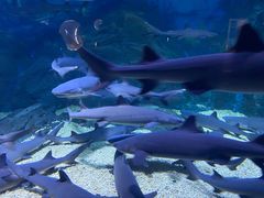 -烟台海昌鲸鲨海洋公园