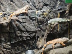 -深圳野生动物园