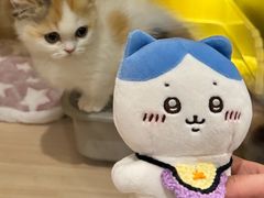 -momokira米努特·德文卷毛猫·棉花面纱犬