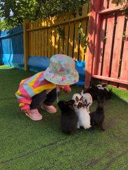 -萌宠亲子动物乐园(槐房万达店)